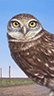 Roadside Burrowing Owl